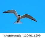 Common tern flying