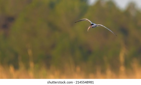 Common Tern Flying Or With A Minnow Prey In Its Beak With Its Full Wingspan To Fish On A Wetland Wildlife Safari In Mallorca Balearic Islands Spain