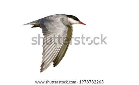 Common tern flying in the sky cut out on blank from side.