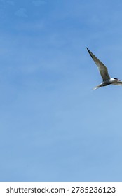 A common tern gliding gracefully through a clear blue sky with long pointed wings fully extended. The bird’s white and gray body, black cap, red-orange bill, and streamlined shape are clearly visible in flight, creating a clean wildlife image with strong themes of freedom, migration, coastal birds, seabird behavior, summer nature, and open sky.