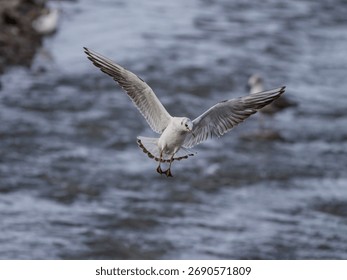Common tern hovering over Douro river, north of Portugal