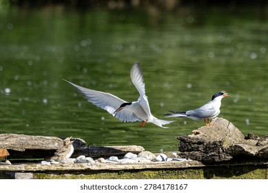 common tern large aquatic bird fisherman at the nest and in flight