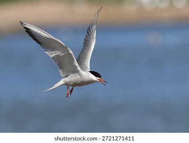 Common Tern in mid flight