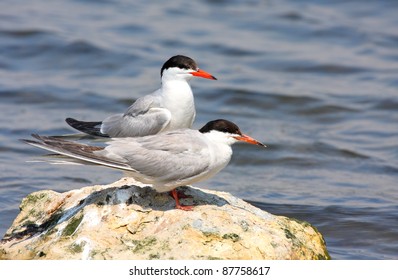 Common Tern Pair