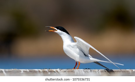 Common tern portrait