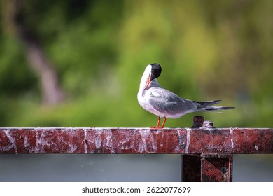 Common tern preening its feathers while perched on a rusty beam near water. A perfect wildlife moment showcasing avian grooming behavior in a natural, peaceful lakeside setting