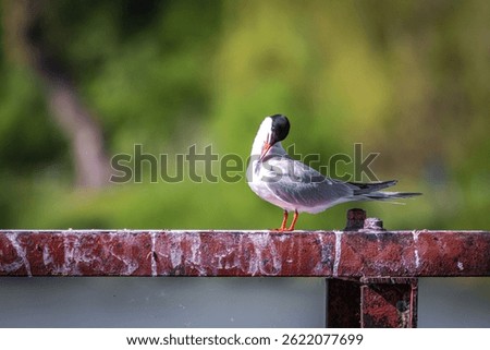 Common tern preening its feathers while perched on a rusty beam near water. A perfect wildlife moment showcasing avian grooming behavior in a natural, peaceful lakeside setting