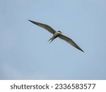 A Common Tern soaring gracefully through the sky, its wings outstretched and catching the wind. A symbol of freedom and agility.