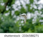 Common Tern soaring through the air amidst lush green foliage.