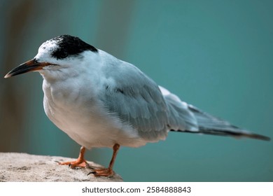 The Common Tern (Sterna hirundo).