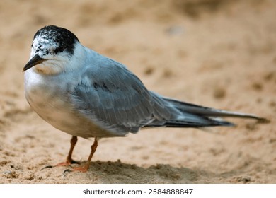 The Common Tern (Sterna hirundo).