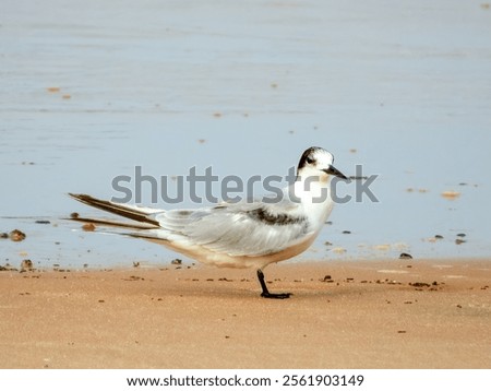 Common Tern (Sterna hirundo) in Australia