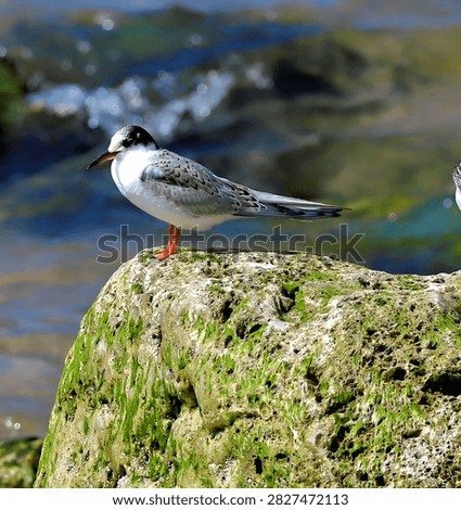 Common tern Sterna hirundo bird standing on a green mossy rock along the sea shore