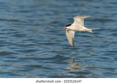 Common Tern (Sterna hirundo). Common Tern caught a small fish. Gelderland in the Netherlands.                     