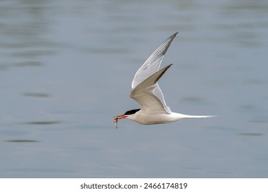 Common Tern (Sterna hirundo). Common Tern caught a small fish. Gelderland in the Netherlands.                                                                      