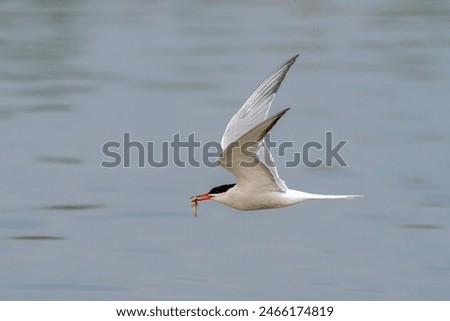 Common Tern (Sterna hirundo). Common Tern caught a small fish. Gelderland in the Netherlands.                                                                      