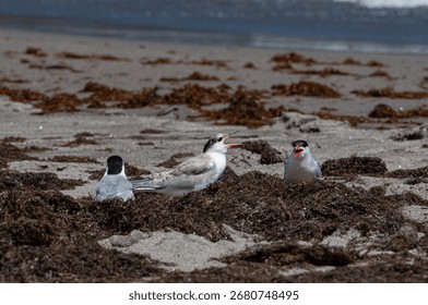 Common tern (Sterna hirundo) chick and adults in Azores, Praia d'Areia