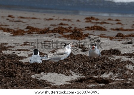Common tern (Sterna hirundo) chick and adults in Azores, Praia d'Areia