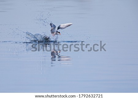 Common tern (Sterna hirundo) diving at full speed in a lake to hunt for small fish in Germany.