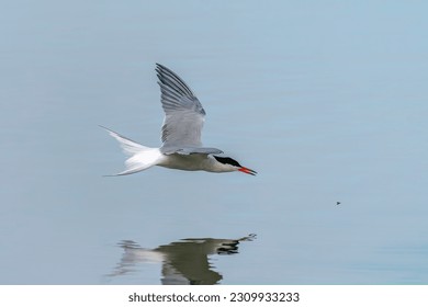Common Tern (Sterna hirundo) flies very low above the water to catch insects. Common Tern caught a small fish. Gelderland in the Netherlands.   
