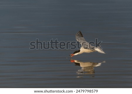 Common Tern (Sterna hirundo) flies very low above the water to catch insects. Common Tern caught a small fish. Gelderland in the Netherlands.                            