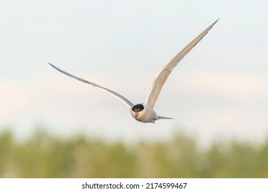 Common Tern (Sterna hirundo) in flight. Gelderland in the Netherlands.                                                                 