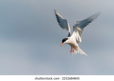 Common Tern (Sterna hirundo) in flight. Gelderland in the Netherlands. Blue sky background.                 