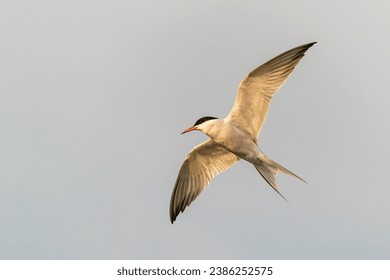 Common Tern (Sterna hirundo) in flight. Gelderland in the Netherlands.                                                     