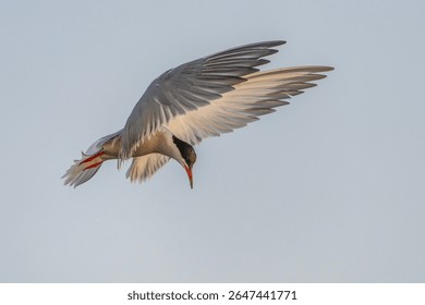  Common Tern (Sterna hirundo) in flight. Gelderland in the Netherlands.                               