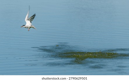 common tern (Sterna hirundo) in flight after water drop