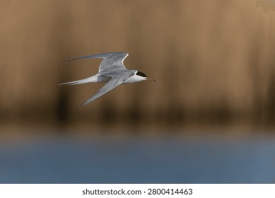 Common Tern (Sterna hirundo) in flight. Gelderland in the Netherlands.                       
