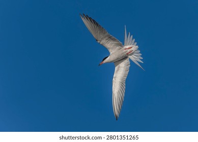 Common Tern (Sterna hirundo) in flight. Gelderland in the Netherlands. Blue sky background.