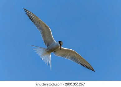 Common Tern (Sterna hirundo) in flight. Gelderland in the Netherlands. Blue sky background.