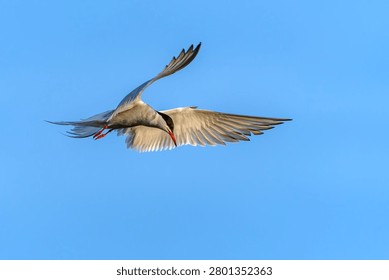 Common Tern (Sterna hirundo) in flight. Gelderland in the Netherlands. 
                               