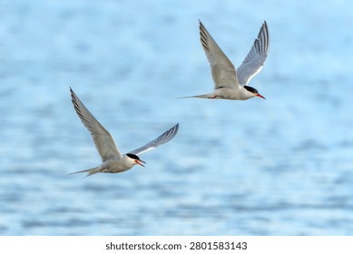 Common Tern (Sterna hirundo) in flight. Gelderland in the Netherlands. Water background.