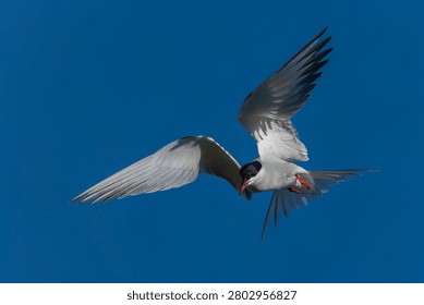 Common Tern (Sterna hirundo) in flight. Gelderland in the Netherlands.                        