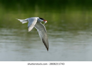 Common Tern (Sterna hirundo) in flight. Caught a fish. Gelderland in the Netherlands.         