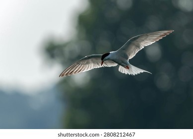Common Tern (Sterna hirundo) in flight. Gelderland in the Netherlands. Bokeh background.                                                          