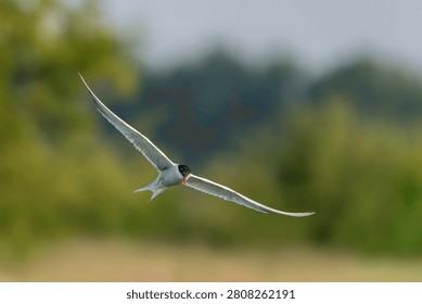 Common Tern (Sterna hirundo) in flight. Gelderland in the Netherlands.                      