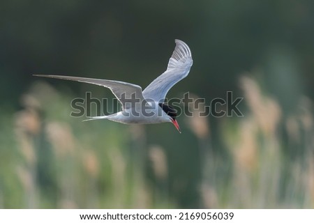 Common Tern (Sterna hirundo) in flight. Gelderland in the Netherlands. Green bokeh background.                               
