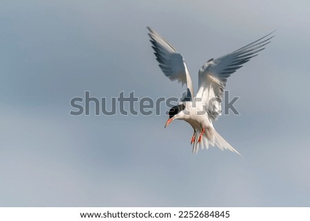 Common Tern (Sterna hirundo) in flight. Gelderland in the Netherlands. Blue sky background.                 