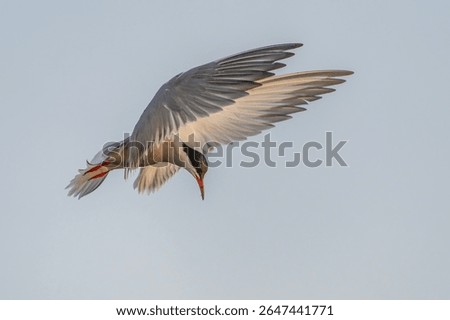  Common Tern (Sterna hirundo) in flight. Gelderland in the Netherlands.                               