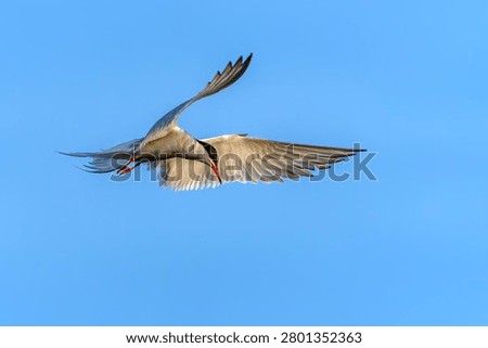 Common Tern (Sterna hirundo) in flight. Gelderland in the Netherlands. 
                               