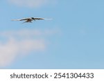 Common tern (sterna hirundo) flying in the sky. 