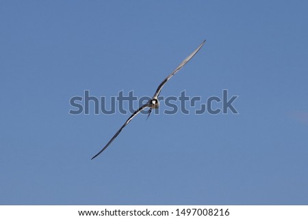 Similar – Image, Stock Photo Swift soaring with fully extended wings against blue sky