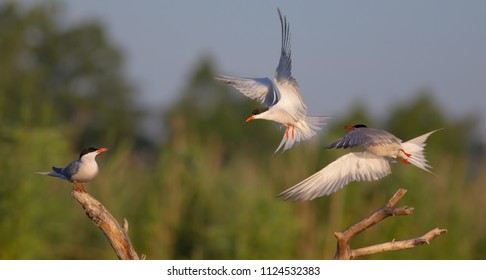 Common Tern ( Sterna hirundo ) - group of birds at the wetland