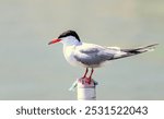 Common Tern (Sterna hirundo) in natural habitat