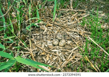 The common tern (Sterna hirundo) nest is among the reeds Common reed (Phragmites australis) and great bulrush (Scirpus lacustris) and is built of reed-bulrush. Northern Black Sea region