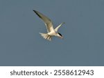 Common tern - Sterna hirundo on flight
