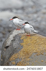 Common Tern  (Sterna hirundo hirundo) pair standing on rockDesertas Islands, Madeira               May
